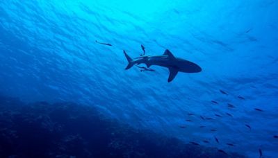 Un estudio desvela que el fondo del océano produce su propio oxígeno y desafía los orígenes de la vida en el planeta