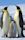 Emperor penguin