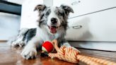 Trainer shares five things you can do to keep your dog entertained when you’re stuck inside