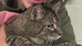 'Miracle Cat' found alive among rubble of Cleveland home destroyed by arson