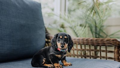 Mom Puts Mini-Dachshund in a Shirt and He’s Totally Not Having It