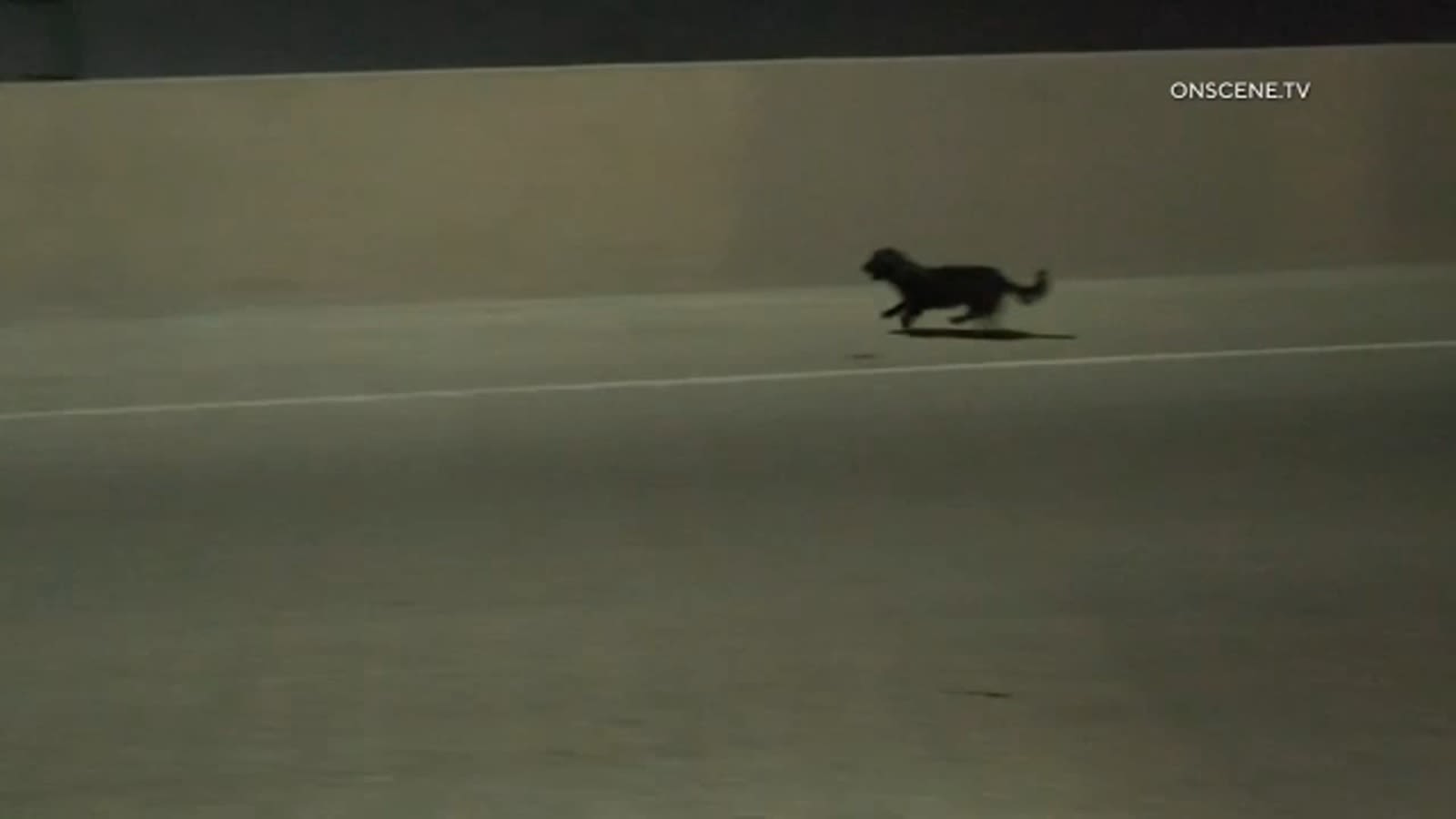 Dog caught on video running on 605 Freeway in Baldwin Park before CHP rescue