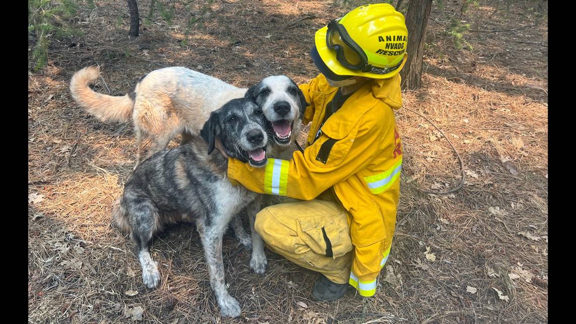 As the Park Fire rages, volunteers bring rescued animals to a place called Camelot