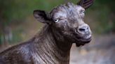 At Odessa sanctuary, this goat is smiling for a good reason