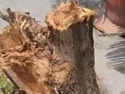 Noida: Chief conservator of forests orders probe over felling of trees in Sec 21