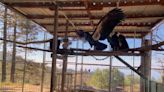 10 California condors are being released into SLO County wilderness. Here’s when