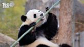 重啟貓熊外交！華府動物園：陸將送2隻貓熊