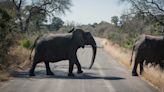 非洲350頭大象「謎樣身亡」 離奇身亡原因曝…恐是毒水惹禍
