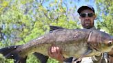 Massive invasive carp found in Colorado pond