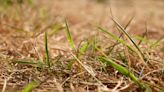 Solved! Here's How to Treat a Drought-Stressed Lawn