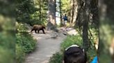 Hikers Whip Out Phones To Record Passing Mama Bear And Cubs In Grand Teton National Park