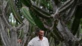Cactos gigantes estão sendo plantados para evitar desertificação da Caatinga; entenda