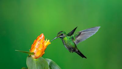 Uncovering the Secrets Behind Hummingbirds' Extreme Lifestyle