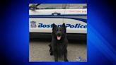 Boston Police mourning the loss of retired K-9 Dexter