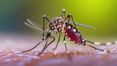 World Malaria Day 2024: Know Causes and Prevention Tips, Complete Guide