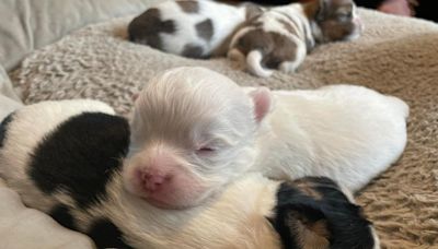 Adorable puppy with one eye smaller than the other finds forever home