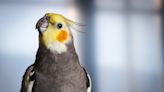 Adorable Cockatiel Can’t Resist Getting His Groove on to Disco Tunes