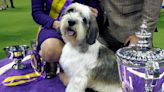 8 awesome photos of 2023 Westminster Best in Show winner Buddy Holly the PBGV