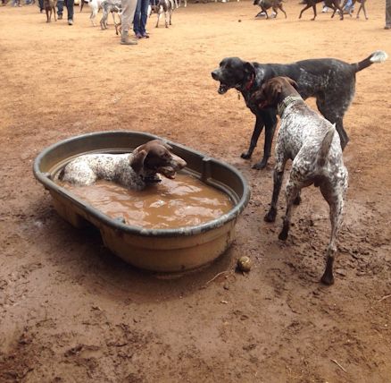 california-german-shorthaired-pointer-rescue-bonsall ...