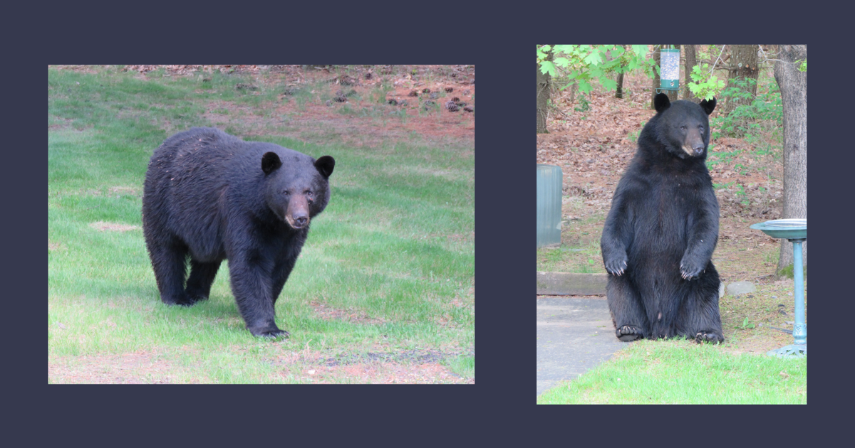 Black bear spotted north of Wisconsin Dells Sunday