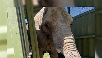 Elefanta Annie llega al zoo de San Juan de Aragón; activistas preocupados por esta decisión