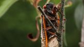 This fungus turns cicadas into zombies who procreate until they die