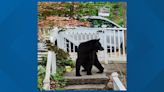 'I just love that there's a bear here!' | Black bear spotted in Northeast DC neighborhood