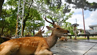 奈良鹿的復仇！叼走中國客護照「逃逸」咬爛 網友：鹿太壞