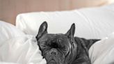The Different Types of Pet-Friendly Hotels