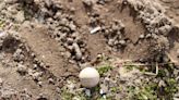 Musket Balls Fired in Early Revolutionary War Battle Unearthed in Concord