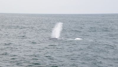 Watchers off Cape Ann got a rare look at the world's largest species