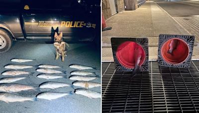 New York officers ticket striped bass poachers after discovering illegal catches hidden in odd places