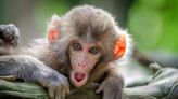 America's Primate Shortage Hinders Medical Research