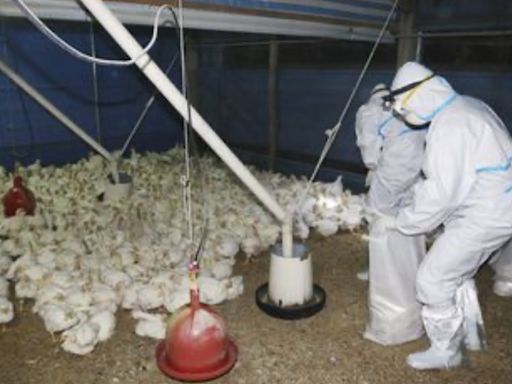 OMS reporta muerte en México del primer caso de gripe aviar H5N2 en el mundo