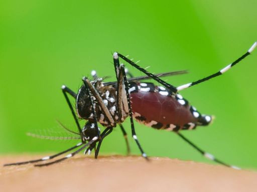 Where in Europe are tiger mosquitoes? Dengue cases are rising as the world heats up