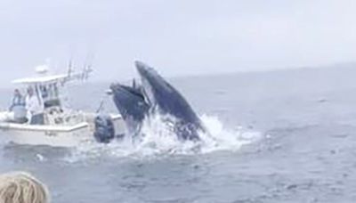 Whale slams boat, topples 2 boaters off Rye coast: 'I was in shock'