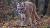 Cougar attacks five cyclists on Washington trail, one hospitalized