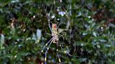 Huge parachuting joro spiders may hit New York this summer