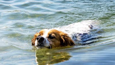 Officials Urge Pet Owners to Avoid Texas Lake After Dog Dies Following Swim