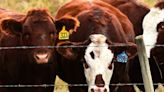 Easterday lawsuits against Tyson dismissed. Massive ‘ghost cattle’ fraud comes to a close