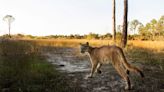 Florida panther disease may be caused by harmful algae blooms around preserve lands