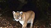 Tribes bury Southern California's famed mountain lion, P-22