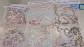 Aduana china detectó que un viajero llevaba 104 serpientes vivas escondidas en sus pantalones