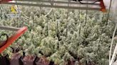 Un detenido en Montilla con un invernadero de 334 plantas de marihuana en su vivienda