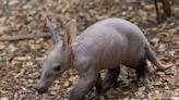 Photos and video show the first aardvark cub born at the San Diego Zoo in over 35 years