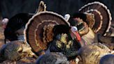 Wild facts about wild turkeys