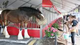 Where to see the Budweiser Clydesdales in Canton at the Pro Football Hall of Fame