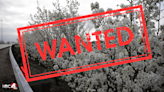 Wanted: Licking County organization puts a ‘bounty’ on Bradford pear trees