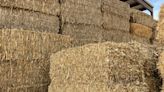 Texas sees hay inventory rebound thanks to wet winter and cooler spring