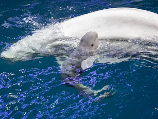 Chicago Aquarium Announces Birth of Adorable Baby Beluga Whale